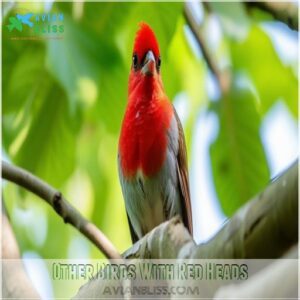 Other Birds With Red Heads