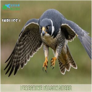 Peregrine Falcon Speed