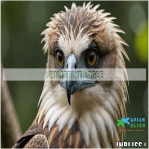 Philippine Eagle