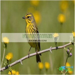 Prairie Warbler