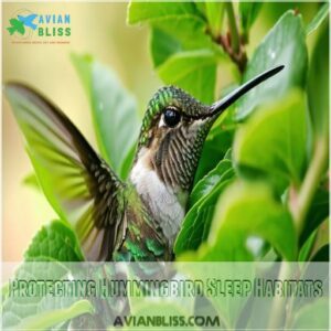 Protecting Hummingbird Sleep Habitats