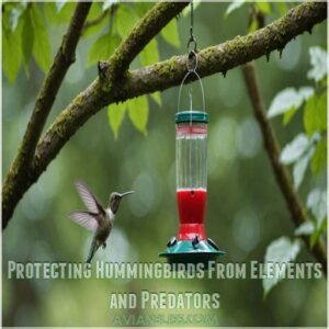 Protecting Hummingbirds From Elements and Predators