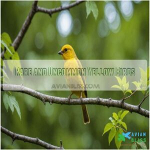 Rare and Uncommon Yellow Birds