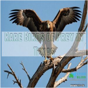 Rare Birds of Prey in Texas