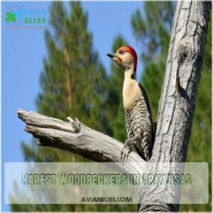 Rarest Woodpeckers in Arkansas