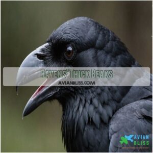 Ravens’ Thick Beaks