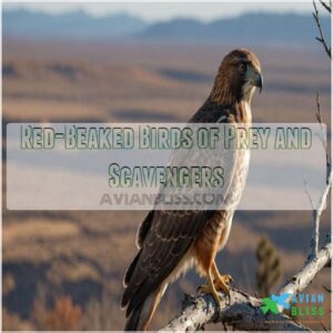 Red-Beaked Birds of Prey and Scavengers