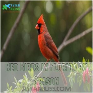 Red Birds in Florida by Season