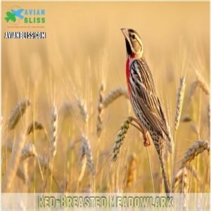 Red-Breasted Meadowlark