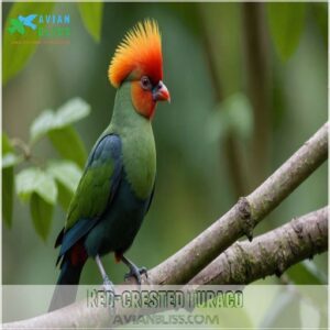 Red-crested Turaco