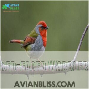 Red-faced Warbler