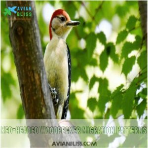 Red-headed Woodpecker Migration Patterns