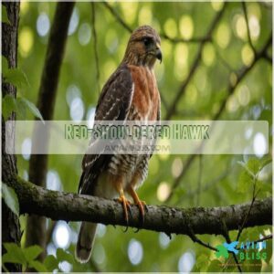 Red-shouldered Hawk