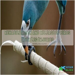 Rehabilitation and Release of Birds With Leg Injuries