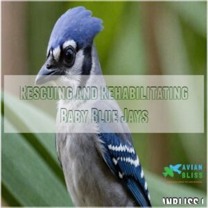 Rescuing and Rehabilitating Baby Blue Jays