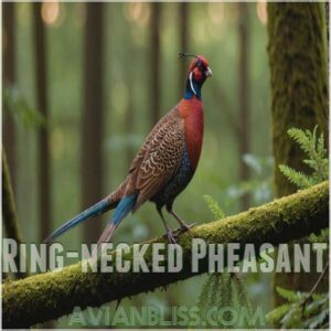 Ring-necked Pheasant