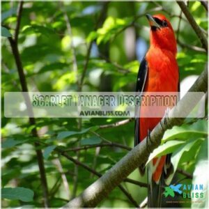 Scarlet Tanager Description