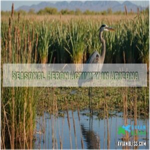 Seasonal Heron Activity in Arizona