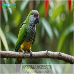 Senegal Parrots