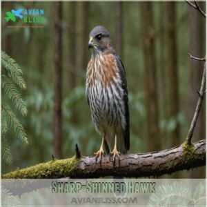 Sharp-shinned Hawk