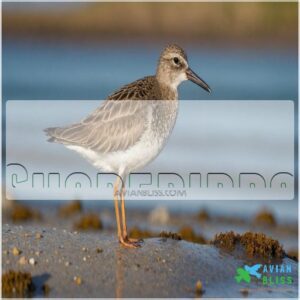 Shorebirds