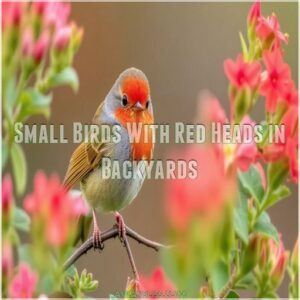 Small Birds With Red Heads in Backyards