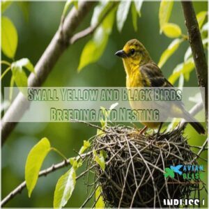 Small Yellow and Black Birds Breeding and Nesting