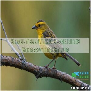 Small Yellow and Black Birds Conservation Status