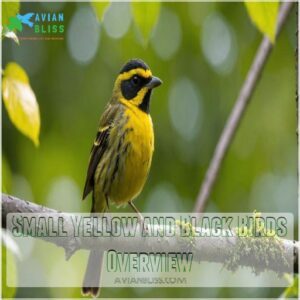 Small Yellow and Black Birds Overview