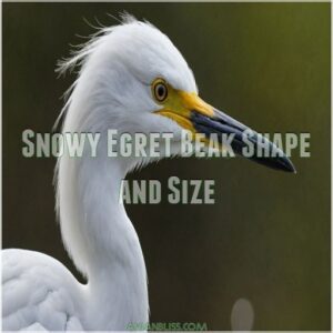 Snowy Egret Beak Shape and Size