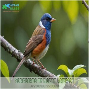 Songbirds of North America