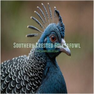 Southern Crested Guineafowl