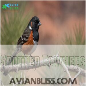 Spotted Towhees