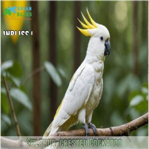 Sulphur-crested Cockatoo