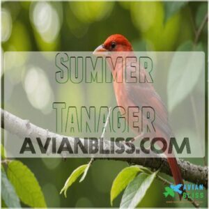 Summer Tanager