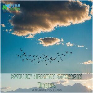 Swallow Migration Patterns in Virginia