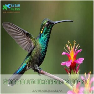 Sword-billed Hummingbird’s Long Bill