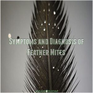 Symptoms and Diagnosis of Feather Mites