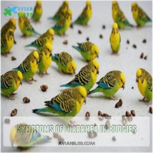 Symptoms of Diarrhea in Budgies