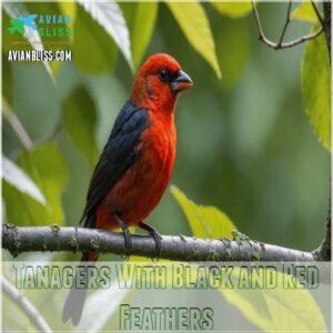 Tanagers With Black and Red Feathers