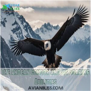 The Andean Condor and Its Soaring Abilities