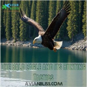 The Bald Eagle and Its Hunting Tactics