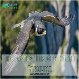 The Fastest Birds in North Carolina