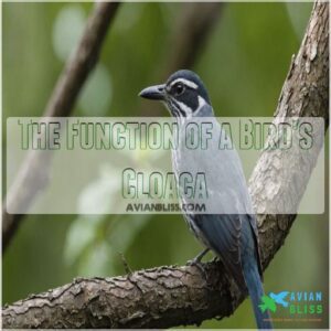 The Function of a Bird