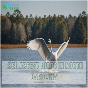 The Largest Birds in North Carolina