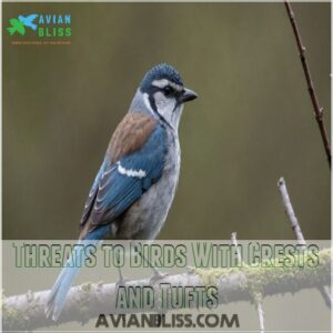 Threats to Birds With Crests and Tufts