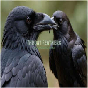 Throat Feathers