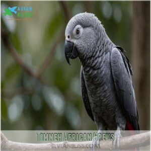 Timneh African Greys