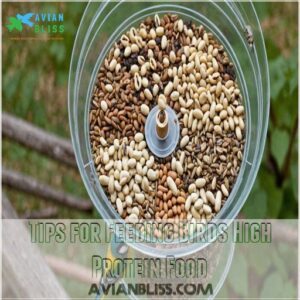 Tips for Feeding Birds High Protein Food