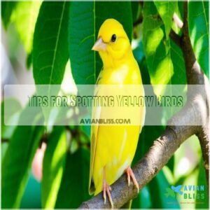 Tips for Spotting Yellow Birds